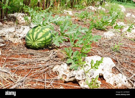 Watermelon vine hi-res stock photography and images - Alamy