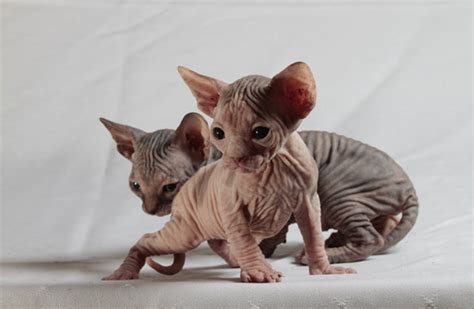 Meet the breed: Sphynx Cat