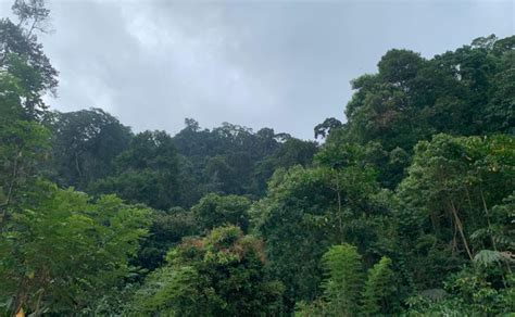 Status Izin Meningkat Pt Esdm Siap Menambang Hutan Lindung Bukit