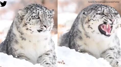 Incredible Footage Elusive Snow Leopard In Karakoram Range Caught On