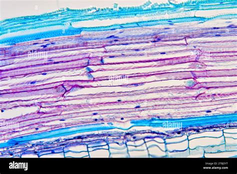 Sieve Tube Elements Of Bryonia Sp Optical Microscope X200 Stock Photo