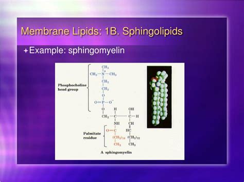 Ppt Bc368 Biochemistry Of The Cell Ii Powerpoint Presentation Free Download Id 5396731