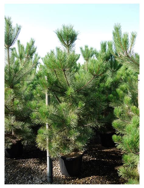 Pinus Nigra Ssp Nigra Pin Noir D Autriche