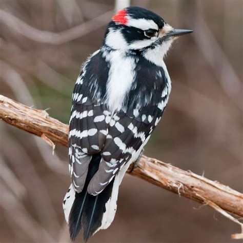 All 9 Woodpeckers in Wisconsin [With Pictures & Maps]