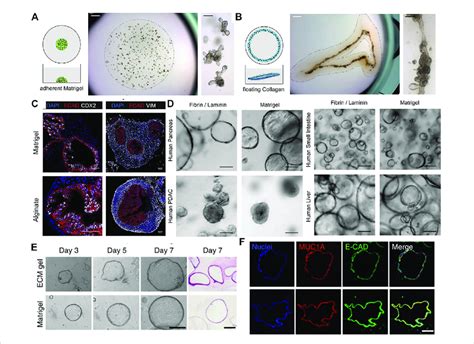 The Use Of Different Naturally Derived Hydrogels For Culturing