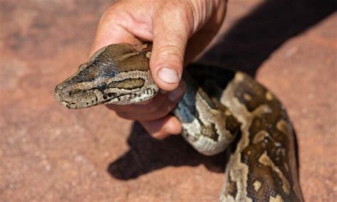 Sonhar Pegando Cobra pela Cabeça O que significa Sorte ou Azar