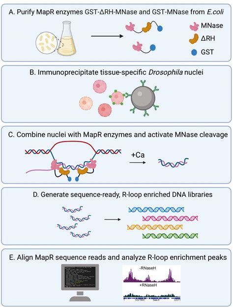 Tissue Specific Genome Wide Mapping Of R Loops In Drosophila Using