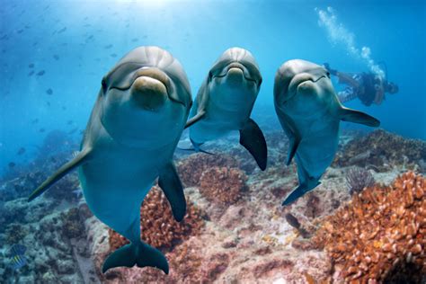 Reasons Why Dolphins Are The Best Sea Creatures Mystart