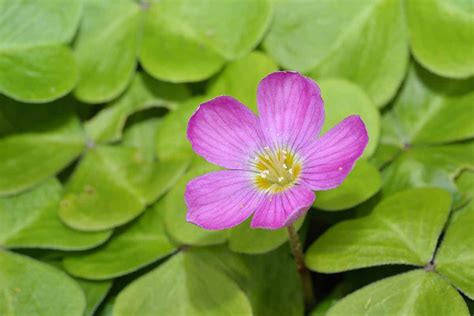 How To Grow And Care For Oxalis Wood Sorrel Gardeners Path