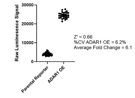 Adar Activity Luciferase Reporter Hek Cell Line Adar Activity