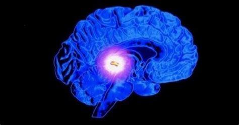 Pituitary gland (hypophysis): the link between neurons and hormones.