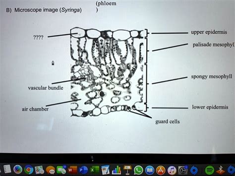 Palisade Cell Microscope