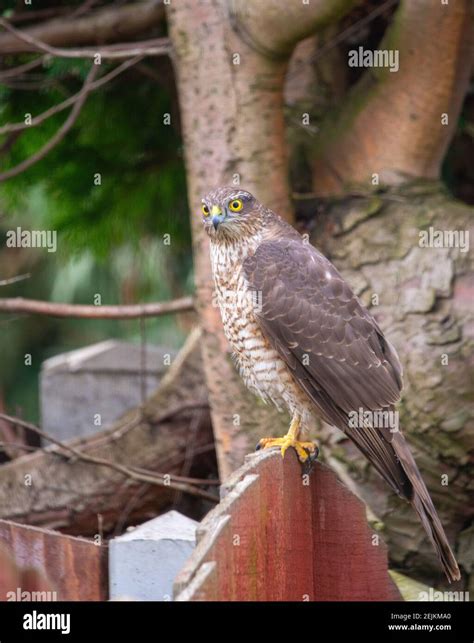 Female Sparrowhawk In A Houehold Garden Stock Photo Alamy