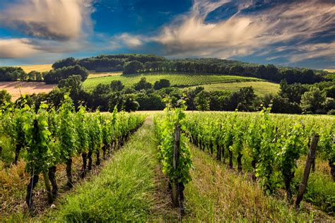 Major Wine Regions Of France