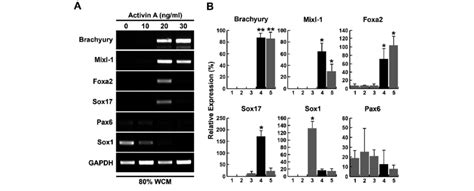 Effects Of Wnt A Cm Low Activin A On Endodermal Differentiation Of