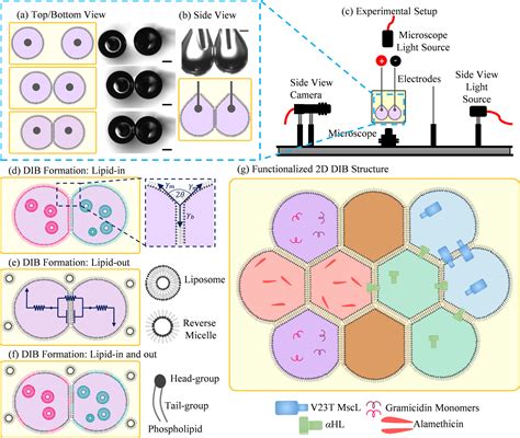 Droplet Based Membranous Soft Materials Langmuir