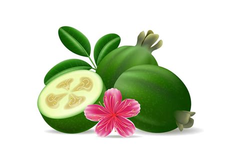 Feijoa Sellowiana Fruits Leaves Flower By Vectortatu TheHungryJPEG