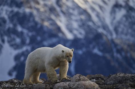 Voyage Stage Photo Croisi Re La D Couverte Du Svalbard