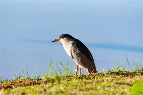 710 Striated Heron Foto Stok Potret And Gambar Bebas Royalti Istock