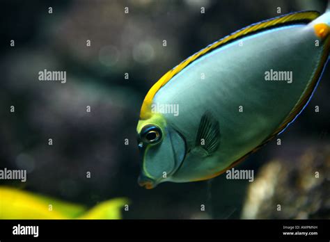 Brightly Coloured Fish High Resolution Stock Photography And Images Alamy