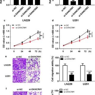 Knockdown Dancr Suppressed Cell Proliferation Migration And Invasion