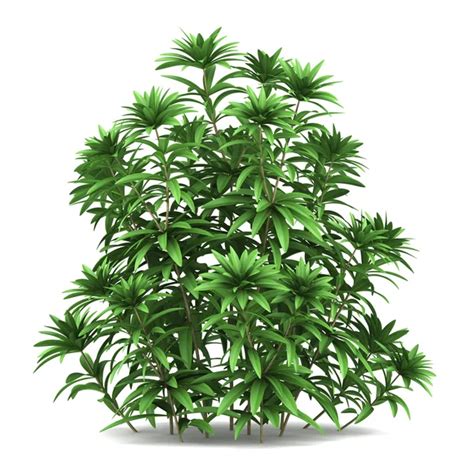 Bush Plant White Background