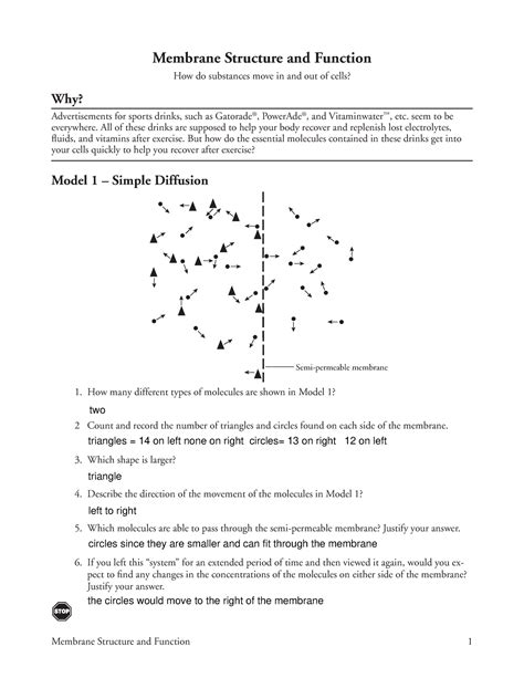 Pogil Membrane Structure And Function Fillable Membrane Structure And