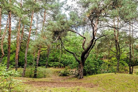 Obrona Wrzosowiska Przed Siekierami Czyli Jak Dawid Z Goliatem Po Toru Sku