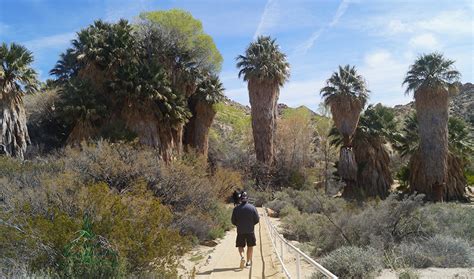 Hiking To Lost Palms Oasis In Joshua Tree National Park The Lost