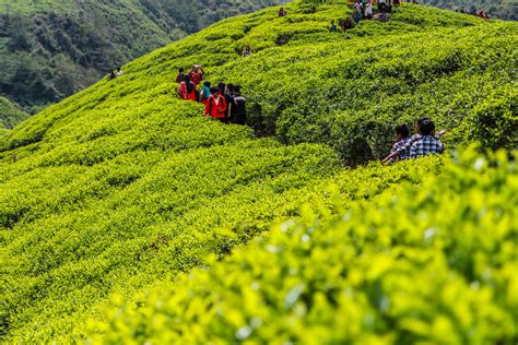 Shivapuri National Park Bhotechaur Tea Garden Flickr