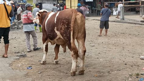 Selisih Beberapa Detik Sapi Super Hampir Kita Pinang Ternyata Youtube