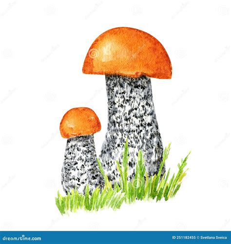 Boletus Mushrooms Watercolor Big Mushroom With Grass Spongy Mushroom