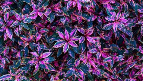 Blatt oder pflanze cordyline fruticose hinterlässt beruhigende