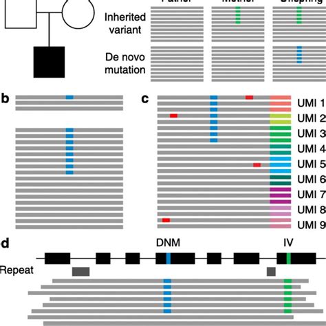 Mechanisms of de novo mutations. De novo mutations can arise because of ...