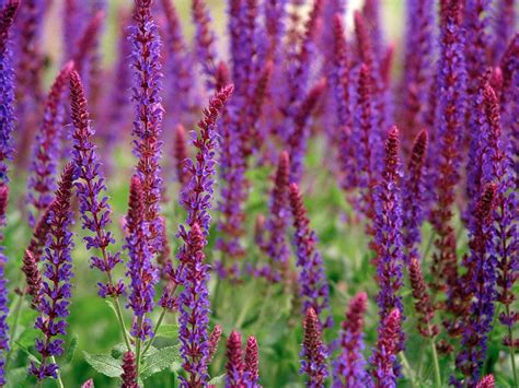 Essential Salvia Varieties For Beds, Borders, Pots And Pollinators ...