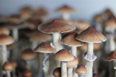 Exploring The Different Types Of Magic Mushroom Spores Ecologiaaldia