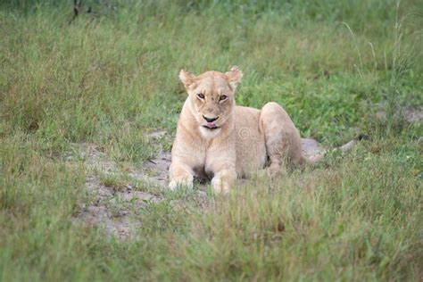 Beautiful Lion Stock Image Image Of Large Female African 262051143
