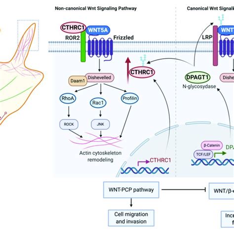 Role And Regulation Of Cthrc1 In Canonical And Noncanonical Wnt Download Scientific Diagram