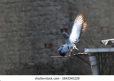 Pigeon Sex Images Stock Photos Vectors Shutterstock