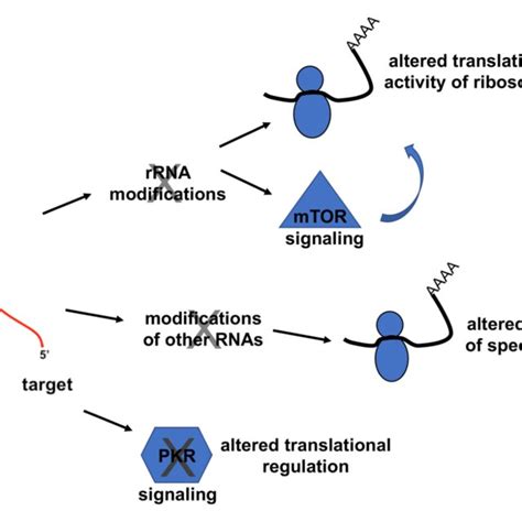 Potential mechanisms that link snoRNA loss-of-function and metabolism.... | Download Scientific ...