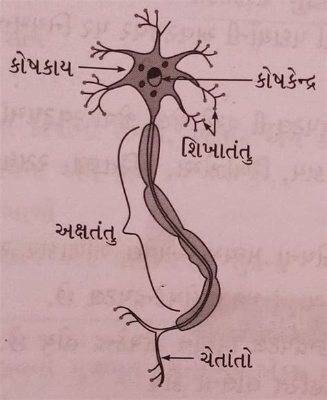 Class 8 Science Chapter 8 Swadhyay ધોરણ 8 વિજ્ઞાન પાઠ 8 સ્વાધ્યાય