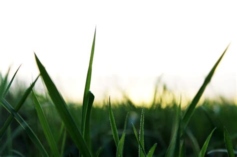 Free Images Field Lawn Meadow Prairie Sunlight Leaf Flower