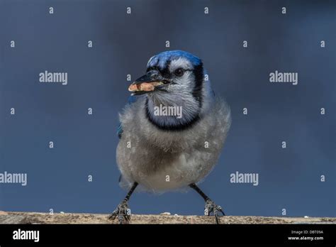 Blue Jay (Cyanocitta cristata) Blue jay, with its many shades of beautiful blue, eating at a ...