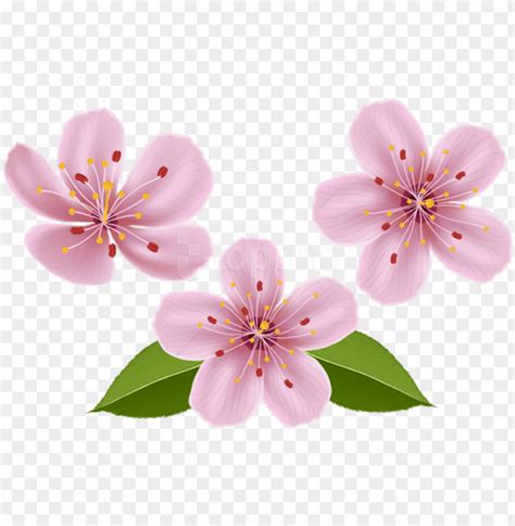 Details Transparent Background Flower Clipart Abzlocal Mx