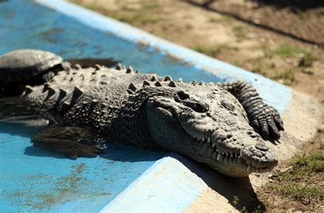 Cocodrilo ataca niño en Ixtapa Zihuatanejo Guerrero