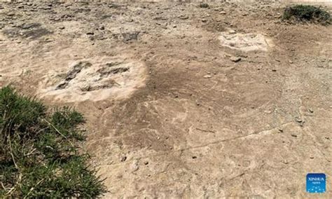 Fossilized Dinosaur Footprints Found In North China Global Times