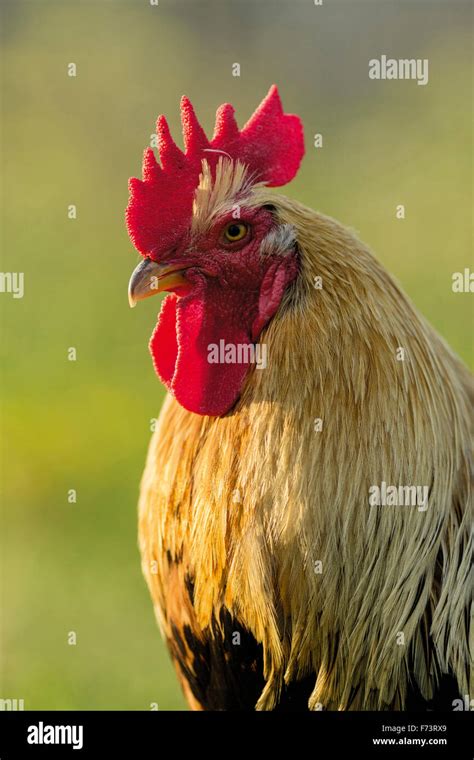 Welsummer Chicken. Portrait of adult rooster. Germany Stock Photo - Alamy