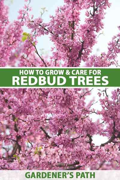 Comment Cultiver Et Prendre Soin Des Arbres Redbud Goodgardenthing