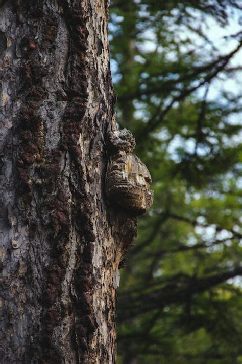close  photo  tree bark  stock photo