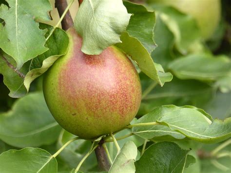 Pear Tree Combination 4 Varieties On 1 Tree Bright Lane Gardens